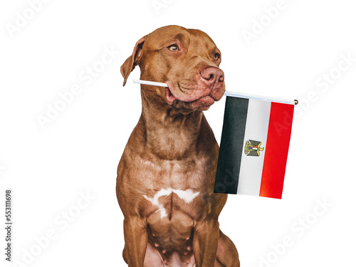 Charming, adorable puppy with the national Flag of Egypt. Closeup, indoors. Studio shot. Congratulations for family, loved ones, relatives, friends and colleagues. Pet care concept