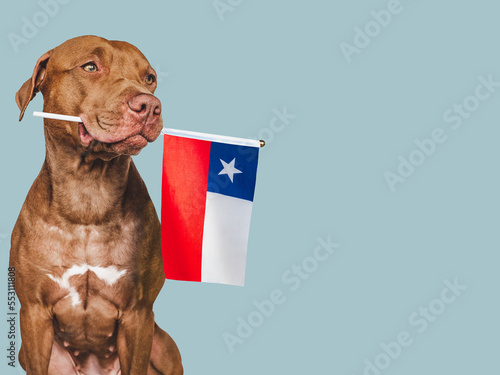 Charming, adorable puppy with the national Flag of Chile. Closeup, indoors. Studio shot. Congratulations for family, loved ones, relatives, friends and colleagues. Pet care concept