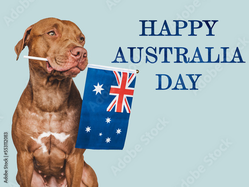 Lovable, charming puppy and Australian Flag. Happy Australia Day. Close-up, indoors. Studio shot. Congratulations for family, loved ones, relatives, friends and colleagues. Pet care concept