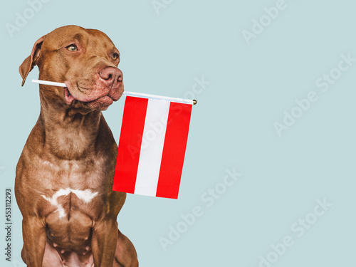 Charming, adorable puppy with the national flag Austria. Closeup, indoors. Studio shot. Congratulations for family, loved ones, relatives, friends and colleagues. Pet care concept