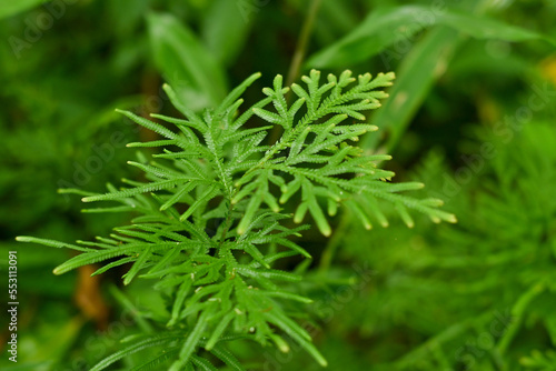 grass background