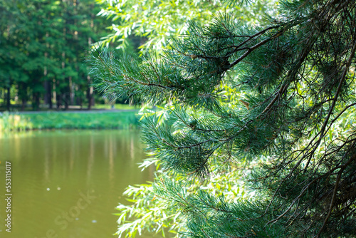 A pine branch densely overgrown with green needles bent over the green expanse of a forest lake