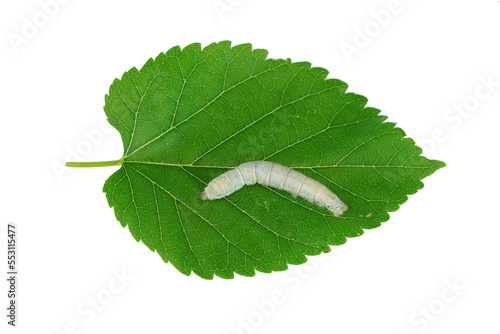 silkworm on fresh green mulberry leaf isolated on white background photo