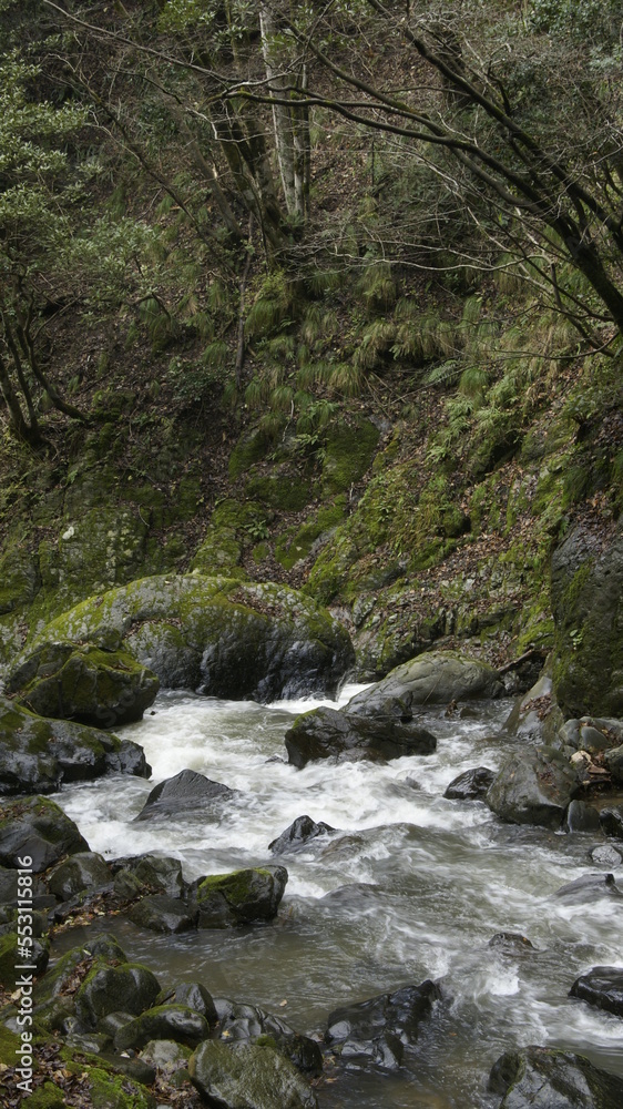 mountain river in the forest