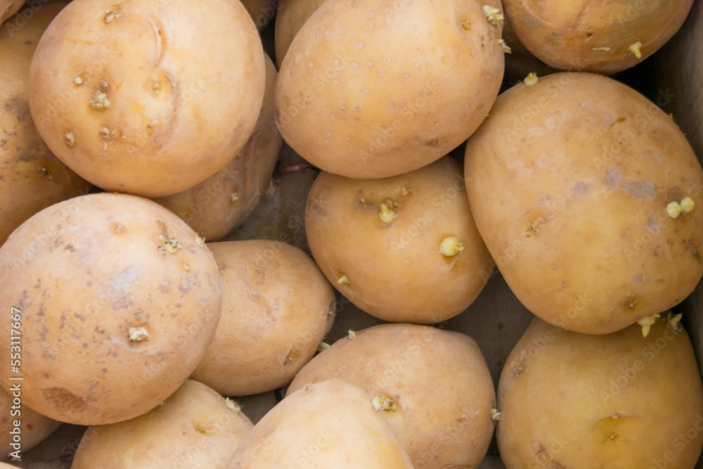 large potato tubers sprouted close-up with sprouts. large potato tubers sprouted close-up with sprouts.
