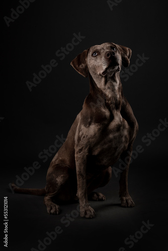 Louisiana Catahoula Leopard dog