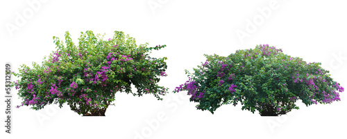 Bush flower of bougainvillea on isolated white background with copy space and clipping path. Plant tree in the garden.