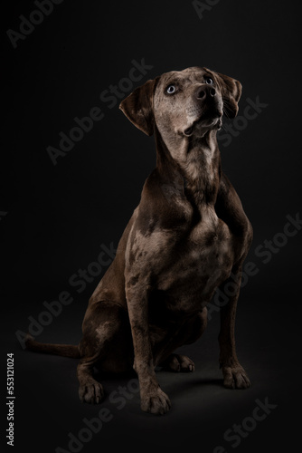 Louisiana Catahoula Leopard dog