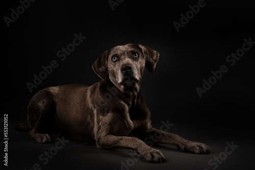 Louisiana Catahoula Leopard dog