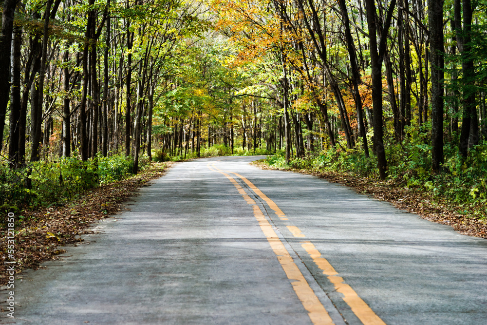 Fototapeta premium Empty road in the forest