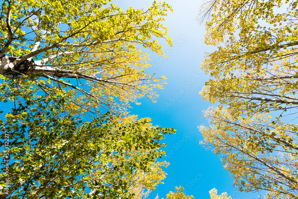 Fototapeta premium Looking up on clear blue sky with yellow poplar trees