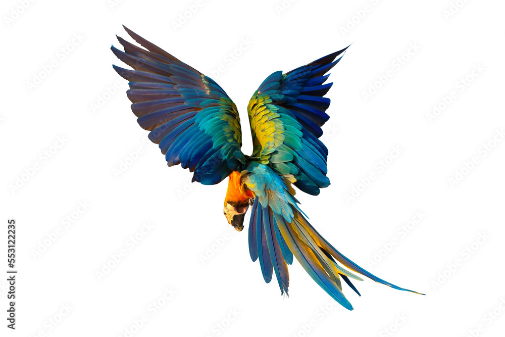 Fototapeta premium Colorful Catalina parrot flying isolated on transparent background png file
