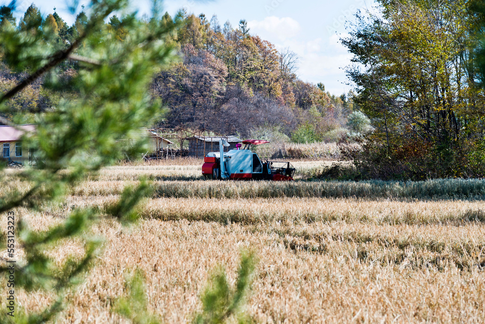 Fototapeta premium Harvester machine working in harvest rice field