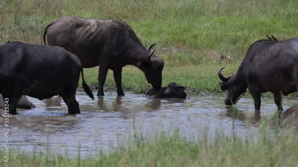 Buffalo cow licks her newborn calf clean Buffalo cow licks her newborn calf clean