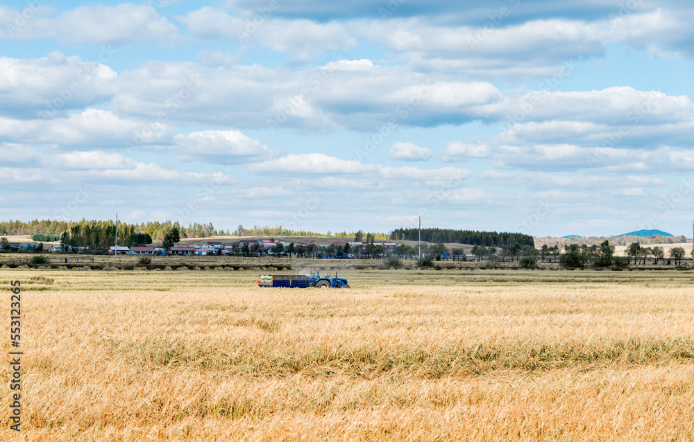 Fototapeta premium Harvester machine working in harvest rice field