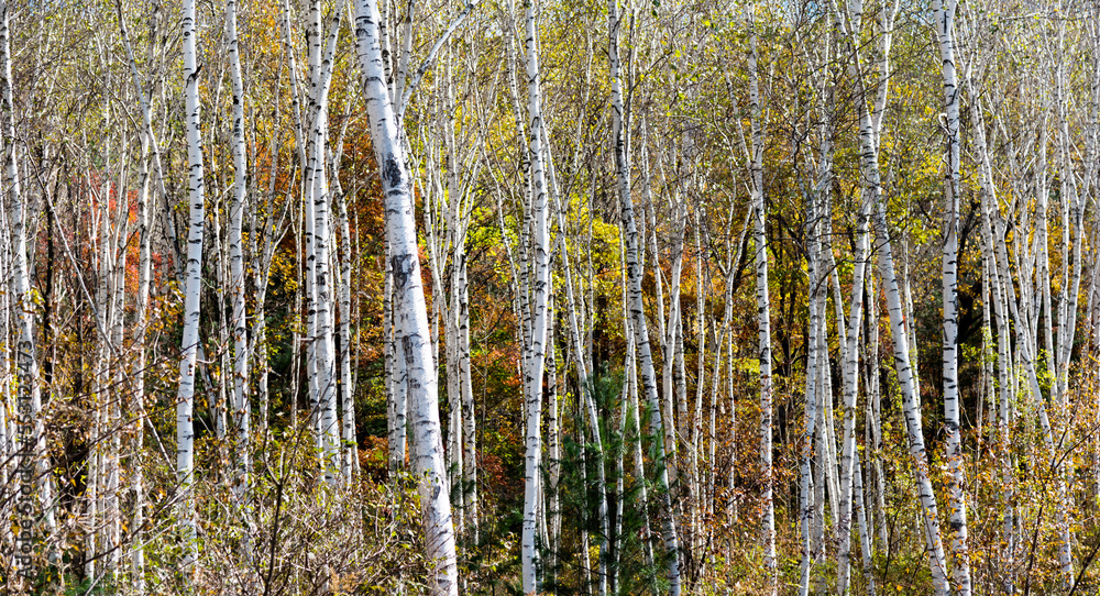 Beautiful scene with birches in yellow autumn Beautiful scene with birches in yellow autumn