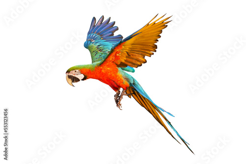 Colorful Harlequin macaw flying isolated on transparent background png file