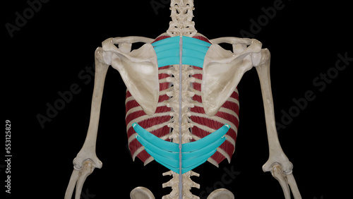 Serratus Posterior Muscles