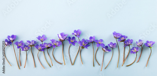 Beautiful spring forest flowers hepatica on a blue background. Spring flower banner. Copy space. Top view.