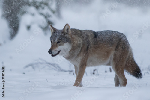 Wilk szary w pięknej zimowej scenerii © Patryk