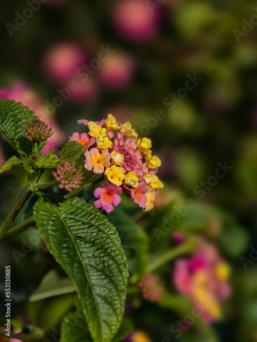 Closeup of flower clusters of Lantana in a garden in Italy in late summer photo