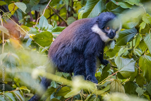 L'Hoest Monkey in Nyungwe National Park, Rwanda photo