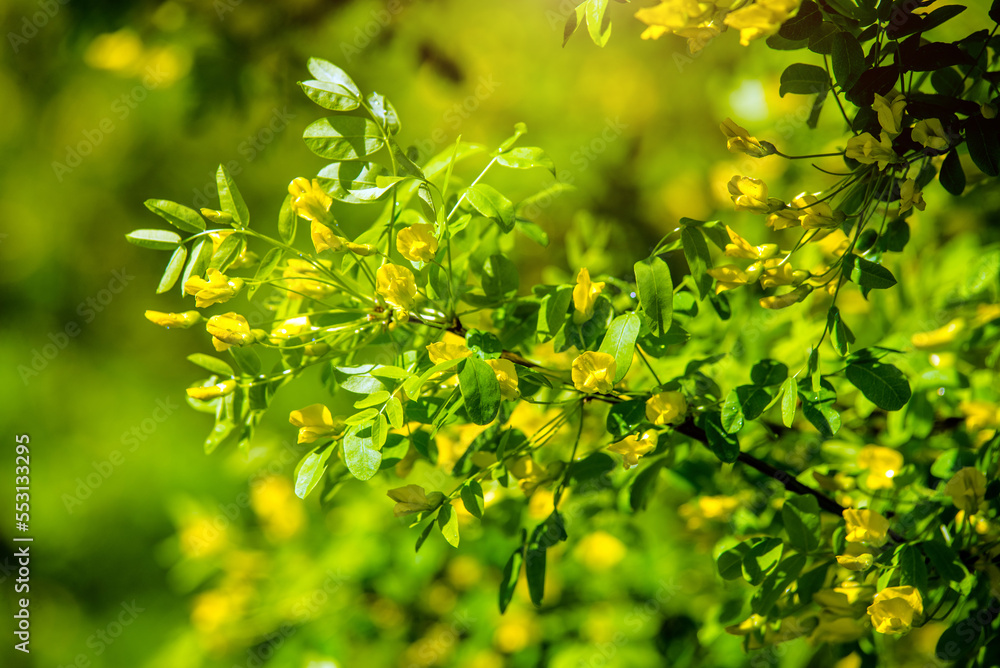 Yellow Acacia blooms in spring in the garden
Yellow Acacia blooms in spring in the garden