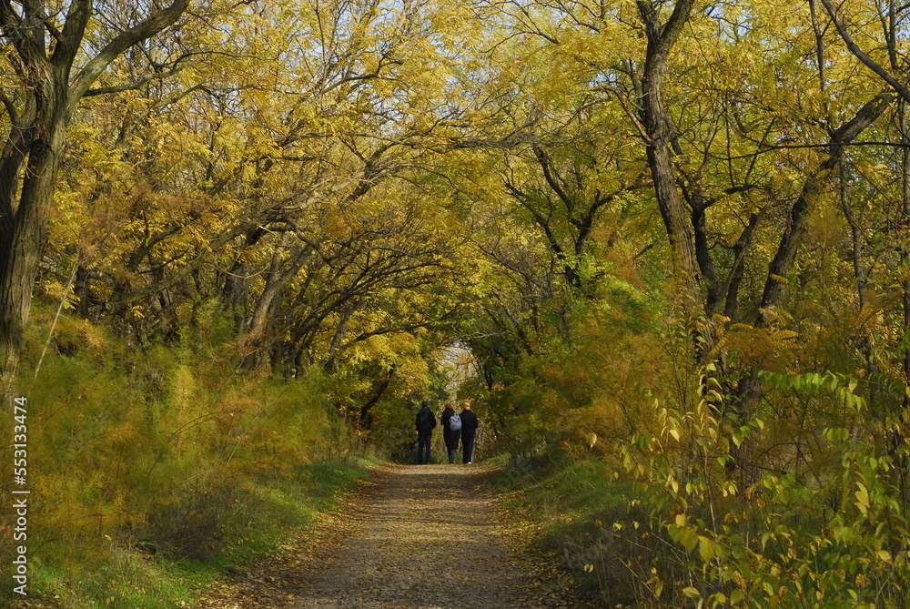 road in the woods, autumn landscape, gold autumn