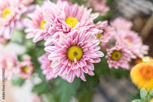 A close up photo of a bunch of dark pink chrysanthemum flowers with yellow centers and white tips on their petals. Chrysanthemum pattern in flowers park. Cluster of pink purple chrysanthemum 