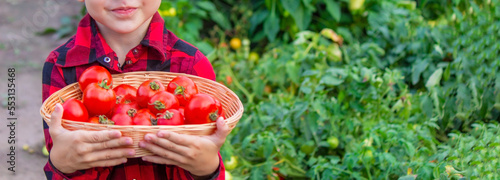 Photography The boy is holding a basket of tomatoes