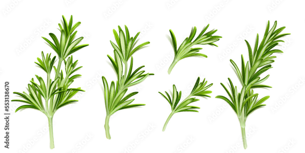 Obraz premium Realistic set of rosemary branches isolated on white background. Vector illustration of evergreen plant with fragrant leaves. Culinary ingredient in traditional mediterranean cuisine, food seasoning