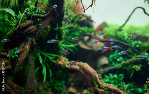 A school of blue neon tetra fish swimming in the freshwater aquarium with live plants © Aleksandrs