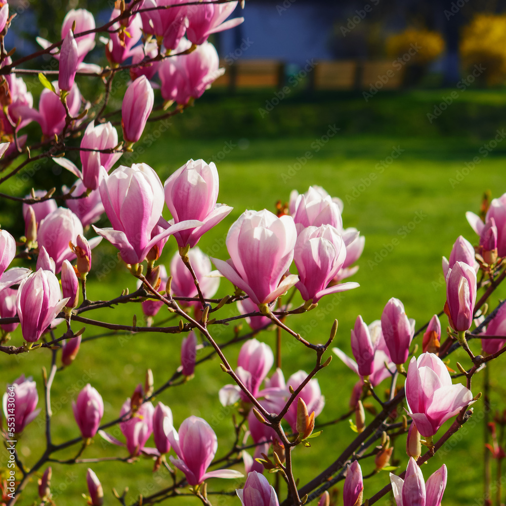 lush blossom of magnolia. nature background in spring garden lush blossom of magnolia. nature background in spring garden