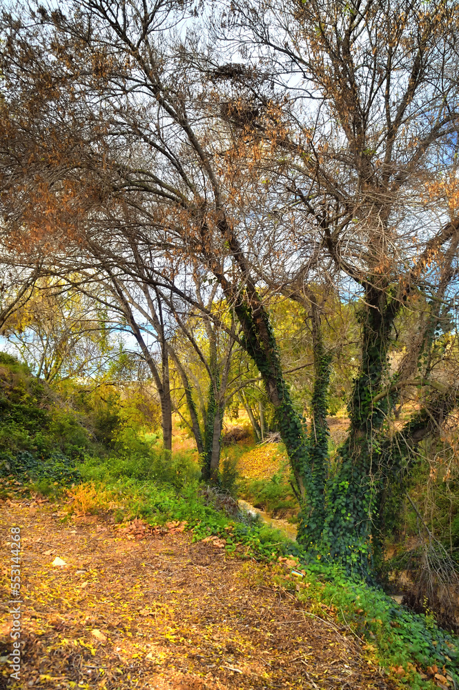 Fototapeta premium esccena otoñal