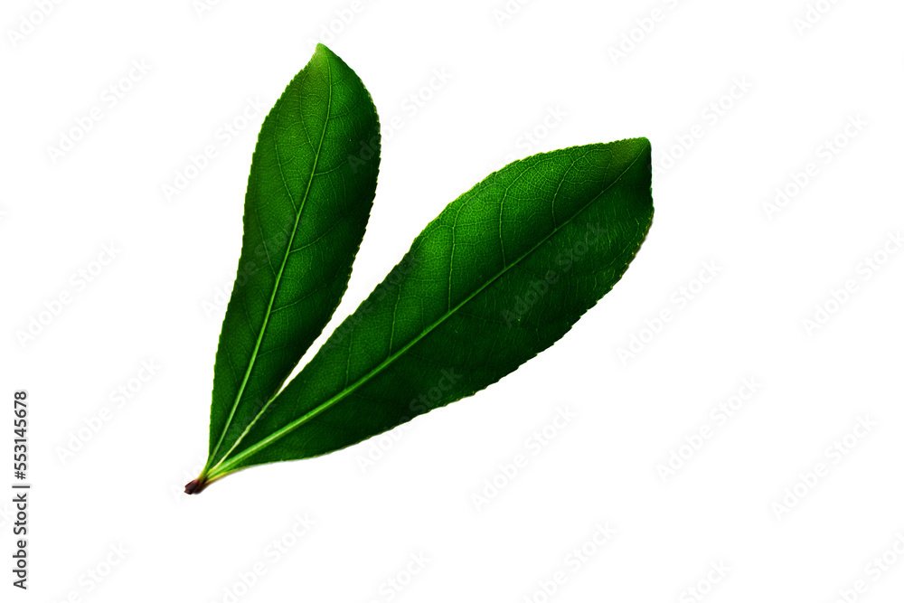 Obraz premium green leaf isolated on white