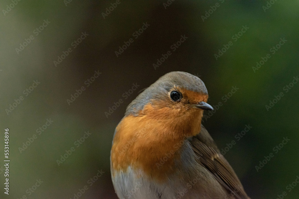 Fototapeta premium Petirrojo posando