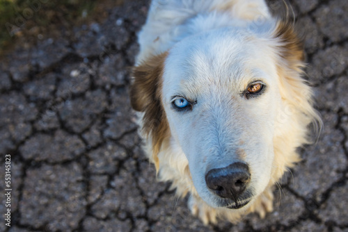 Portrait of a Cute Stray Dog       With Heterochromia