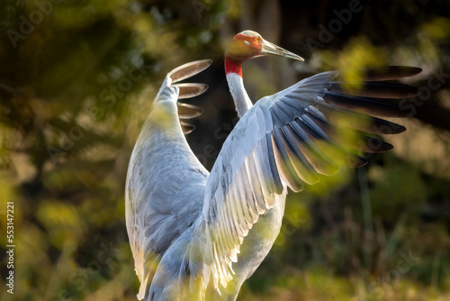 sarus crane or Grus antigone bird portrait or closeup with full wingspan or flapping behavior in winter morning at keoladeo national park bharatpur rajasthan india asia photo