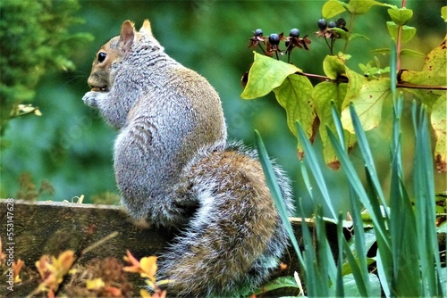 squirrel in the park