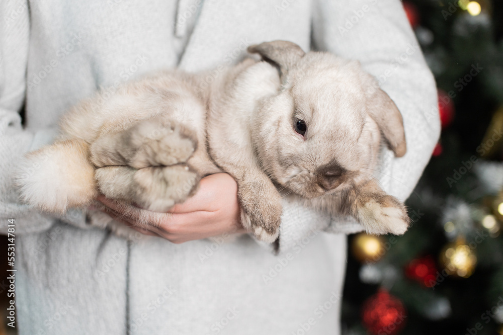 A gray lop-eared rabbit sits in the hands of a man near a Christmas tree