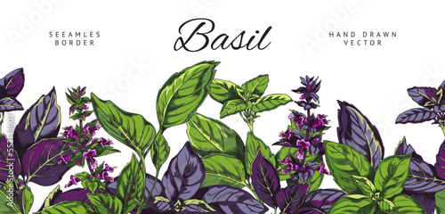 Seamless border with hand drawn colorful basil leaves and flowers sketch style