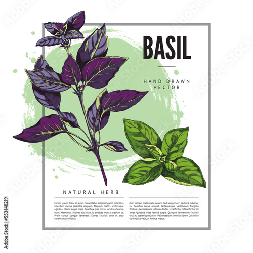 Basil decorative background with square frame, hand drawn vector illustration.