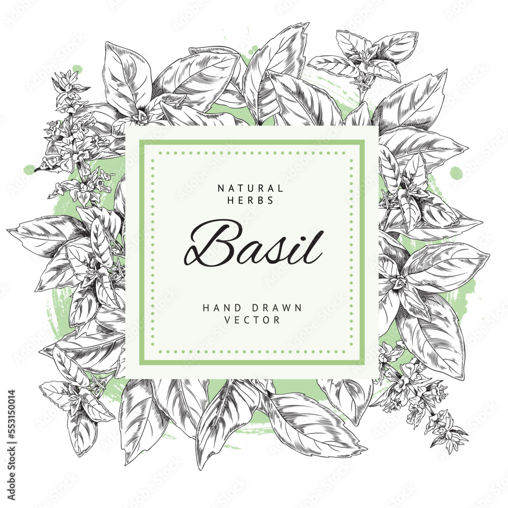 Basil natural herb banner template, hand drawn sketch vector illustration isolated on white background.