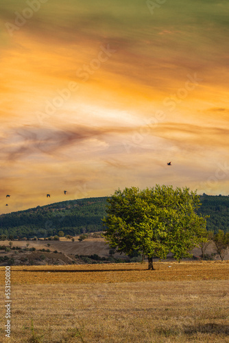 sunset countryside tree rural landscape