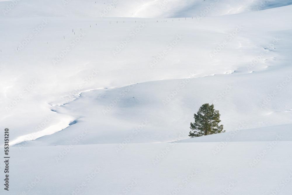 Lonely evergreen pine tree at empty hill landscape under snow in winter on sunny day at Zlatibor, Serbia