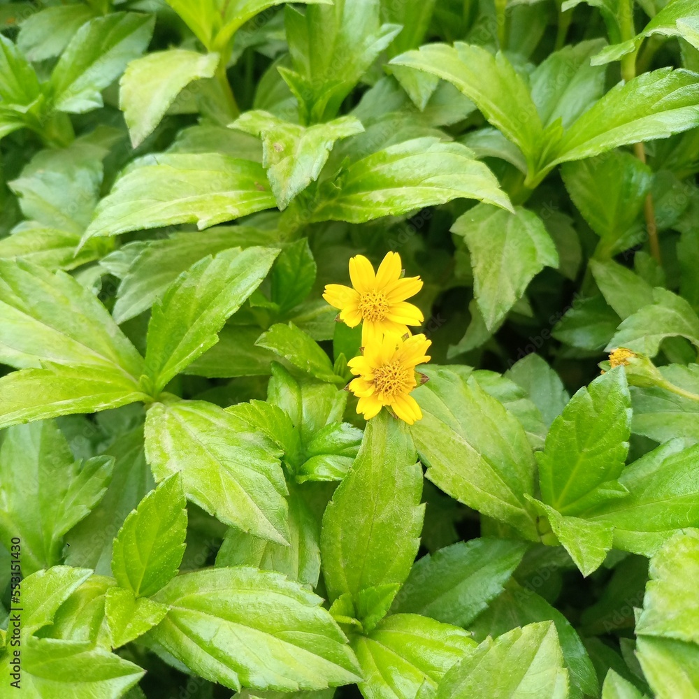 yellow flowers in the garden yellow flowers in the garden