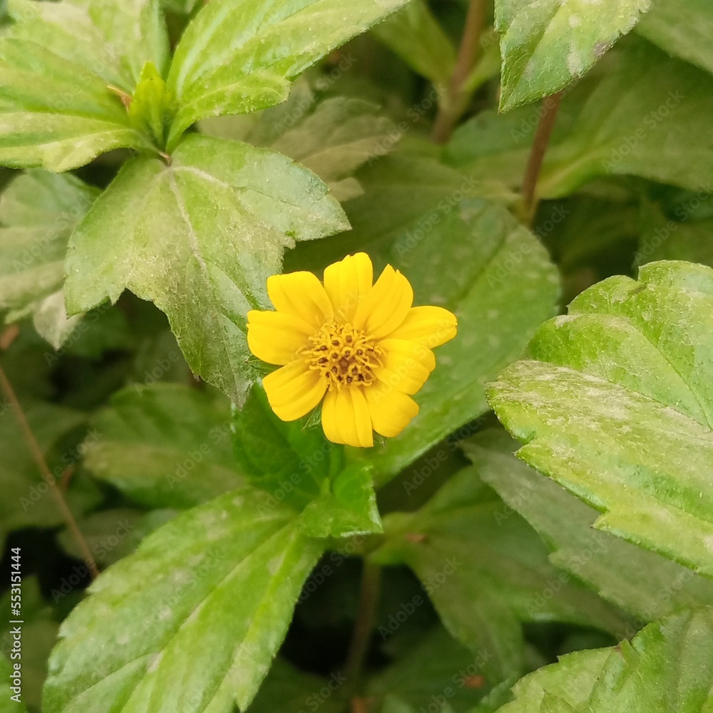 yellow flower with green leaves yellow flower with green leaves