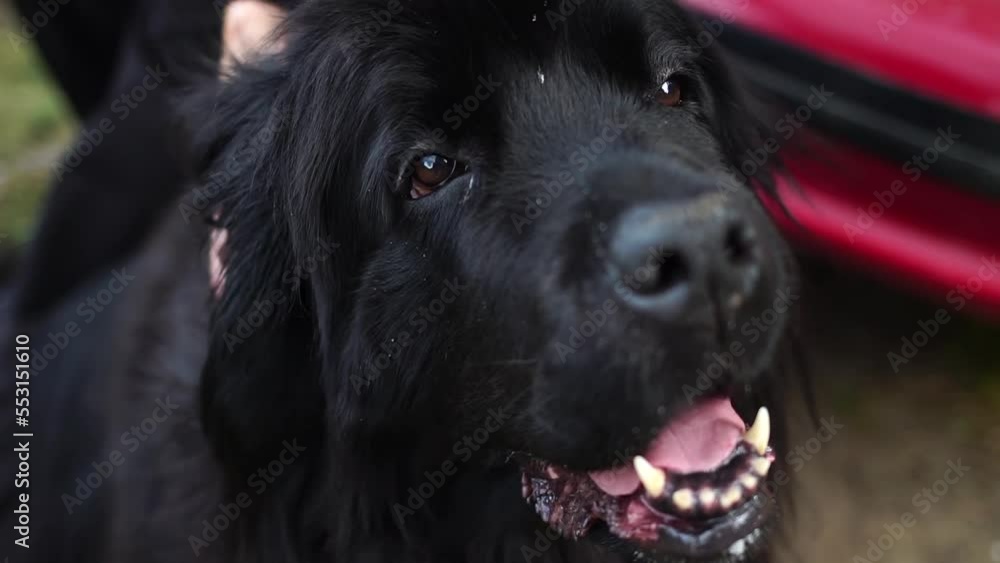 Newfoundland dog close-up.Big black dog outside in park. Close-up of Newfoundland dog. Big black Newfoundland dog portrait close up Newfoundland dog close-up.Big black dog outside in park. Close-up of Newfoundland dog. Big black Newfoundland dog portrait close up