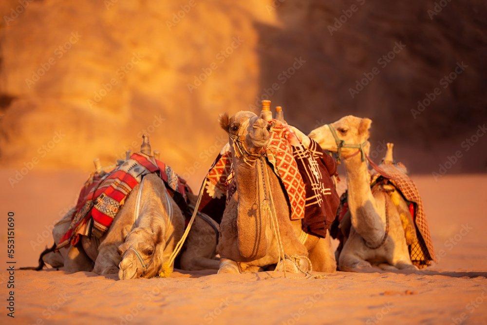 Fototapeta premium Camels lying down, desert sand, Wadi Rum, Jordan