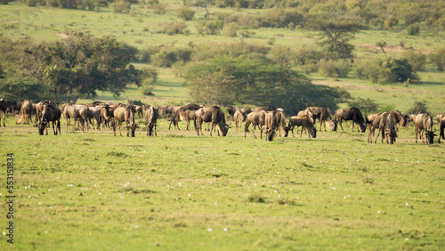 Masai Mara